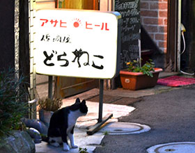 どらねこの看板とねこ